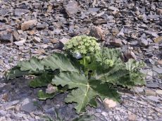 Heracleum-stevenii_бутонизация